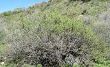 Lonicera tianschanica