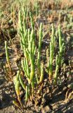Salicornia europaea