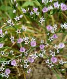 Goniolimon besserianum
