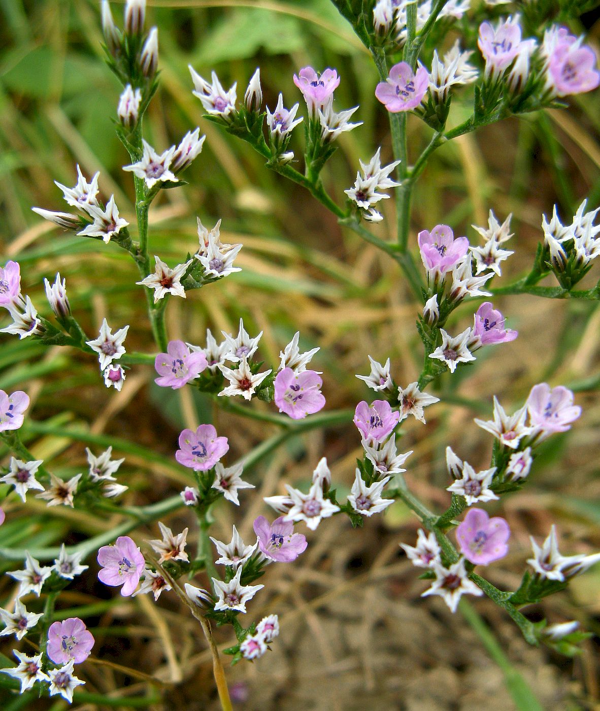 Image of Goniolimon besserianum specimen.