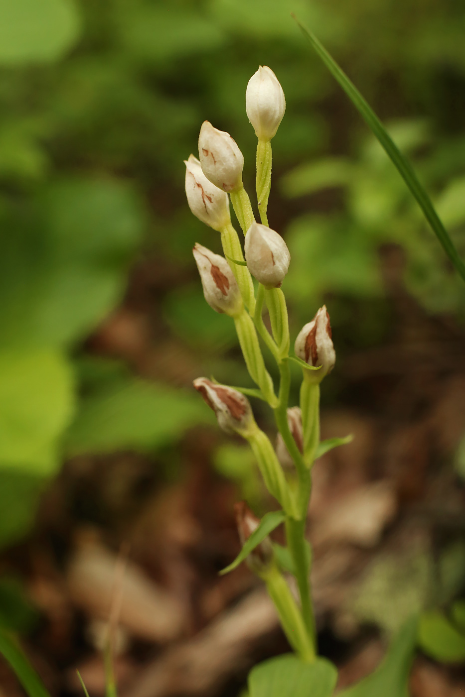Image of Cephalanthera damasonium specimen.