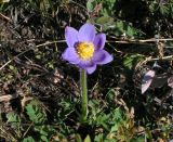 Pulsatilla patens. Повторно цветущее растение. Алтай, Кош-Агачский р-н, Северо-Чуйский хр., луг по берегу р. Ак-Тру. 30.08.2007.