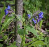 Pulmonaria mollis. Верхушка цветущего растения. Кунгурский р-н, окр. с. Плехановское, окр. оз. Осиновое, берёзовая роща. 25.05.2025.