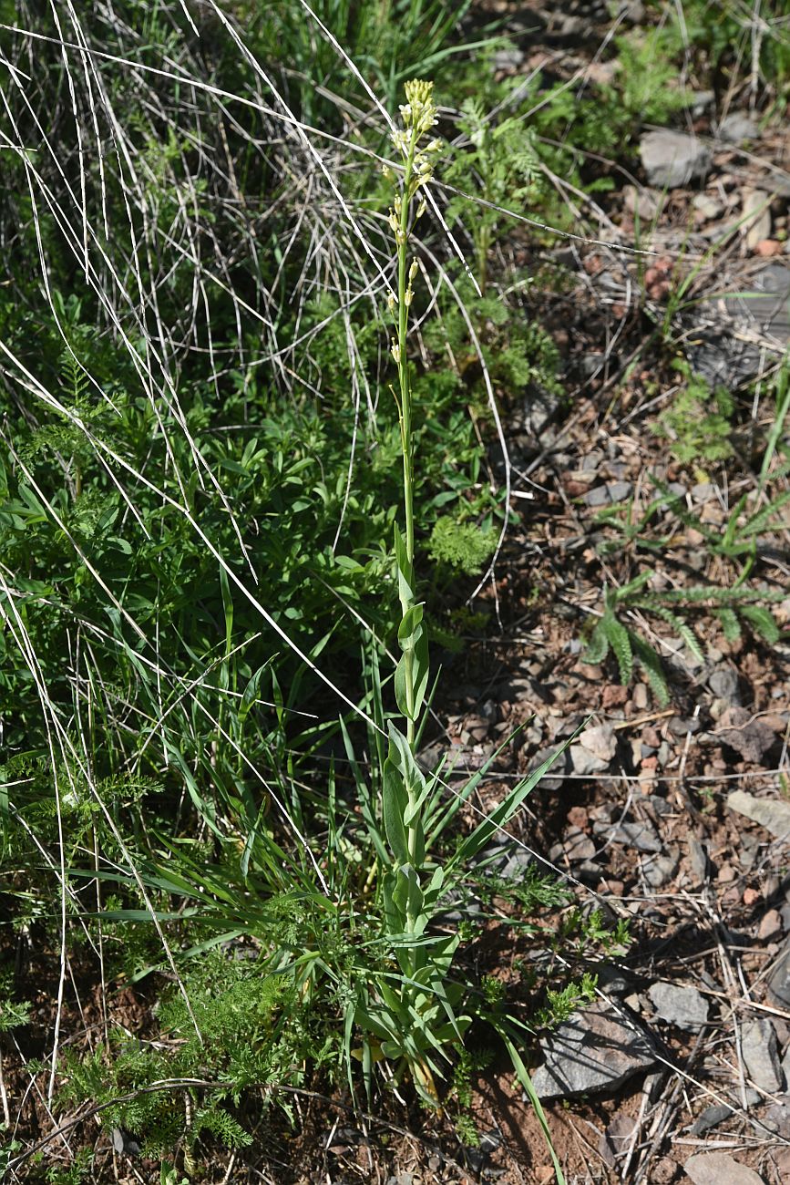 Image of Turritis glabra specimen.