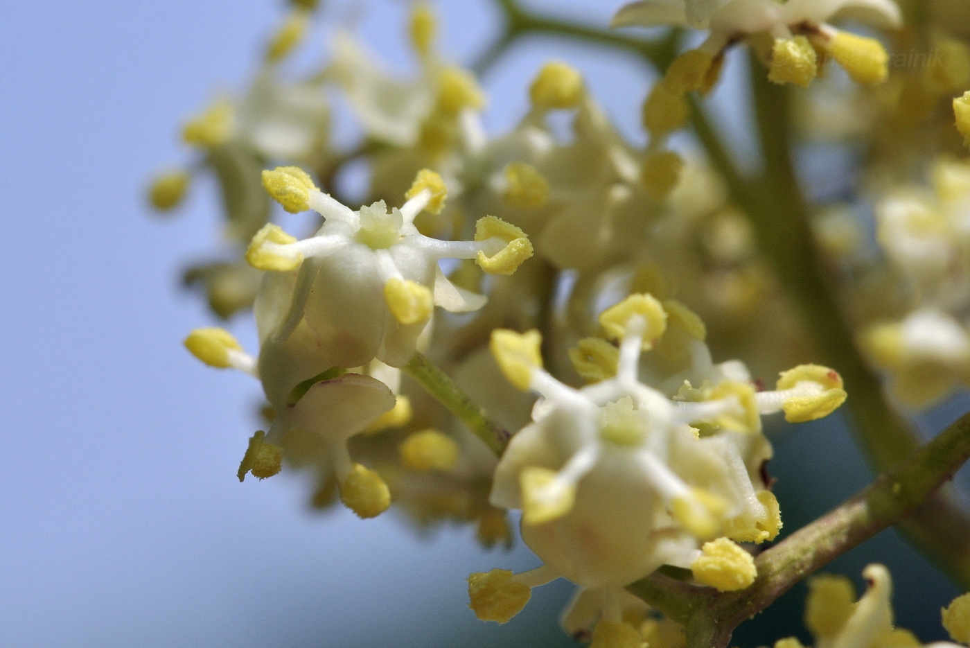 Image of Sambucus williamsii specimen.