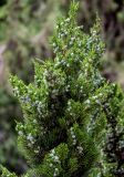 Juniperus chinensis. Верхушки ветвей с незрелыми шишкоягодами. Китай, пров. Ганьсу, г. Ланьчжоу, в культуре. 06.06.2025.