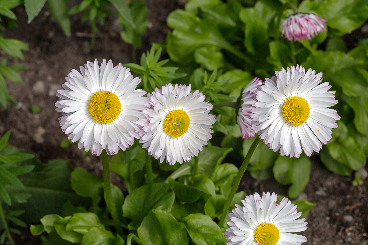 Image of Bellis perennis specimen.