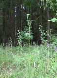Laserpitium prutenicum