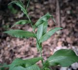 Lactuca chaixii. Средняя часть цветущего побега. Ростовская обл., окр. г. Донецк, пойменный широколиственный лес. 14.06.2025.