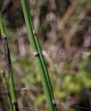 Equisetum hyemale