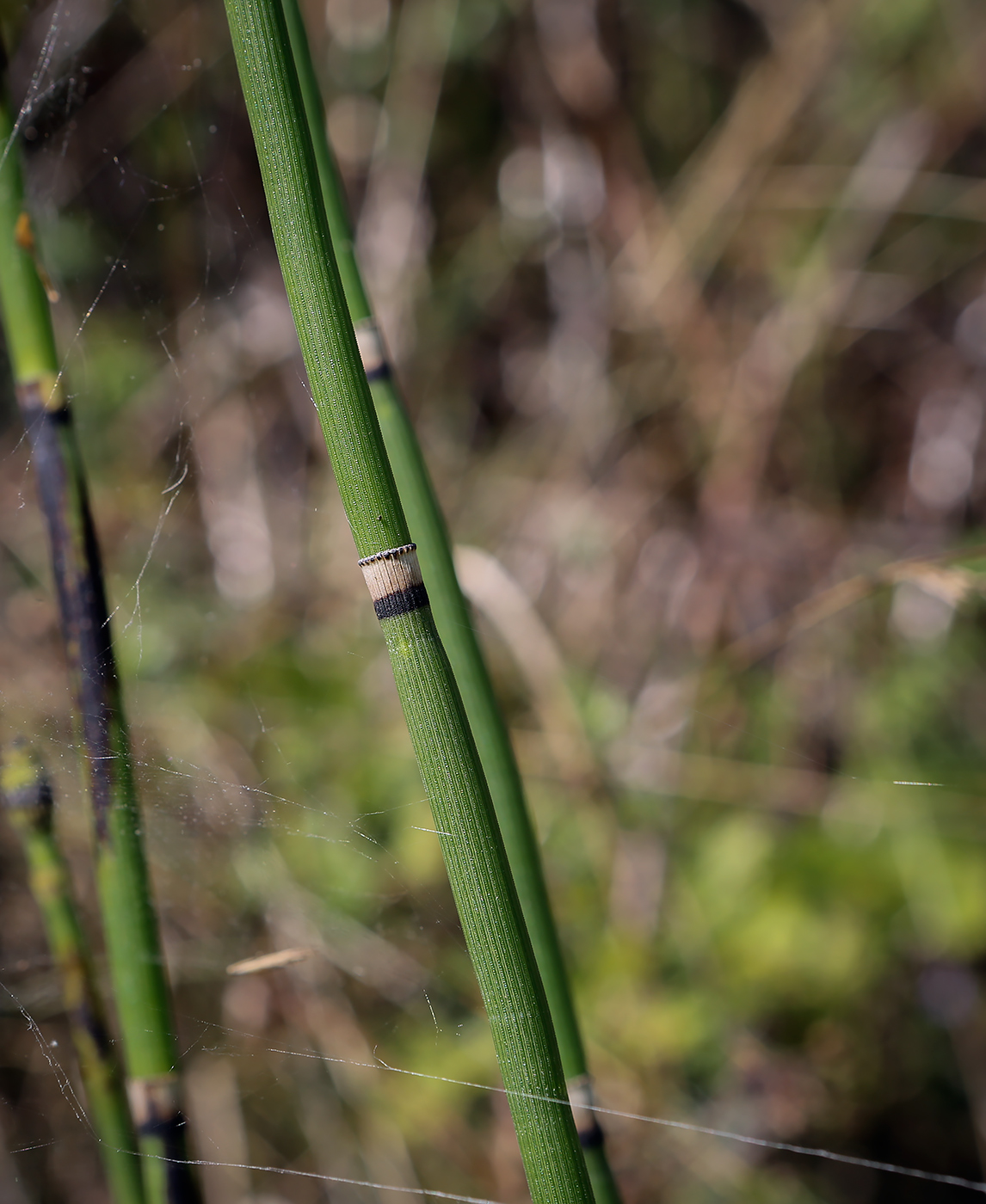 Image of Equisetum hyemale specimen.