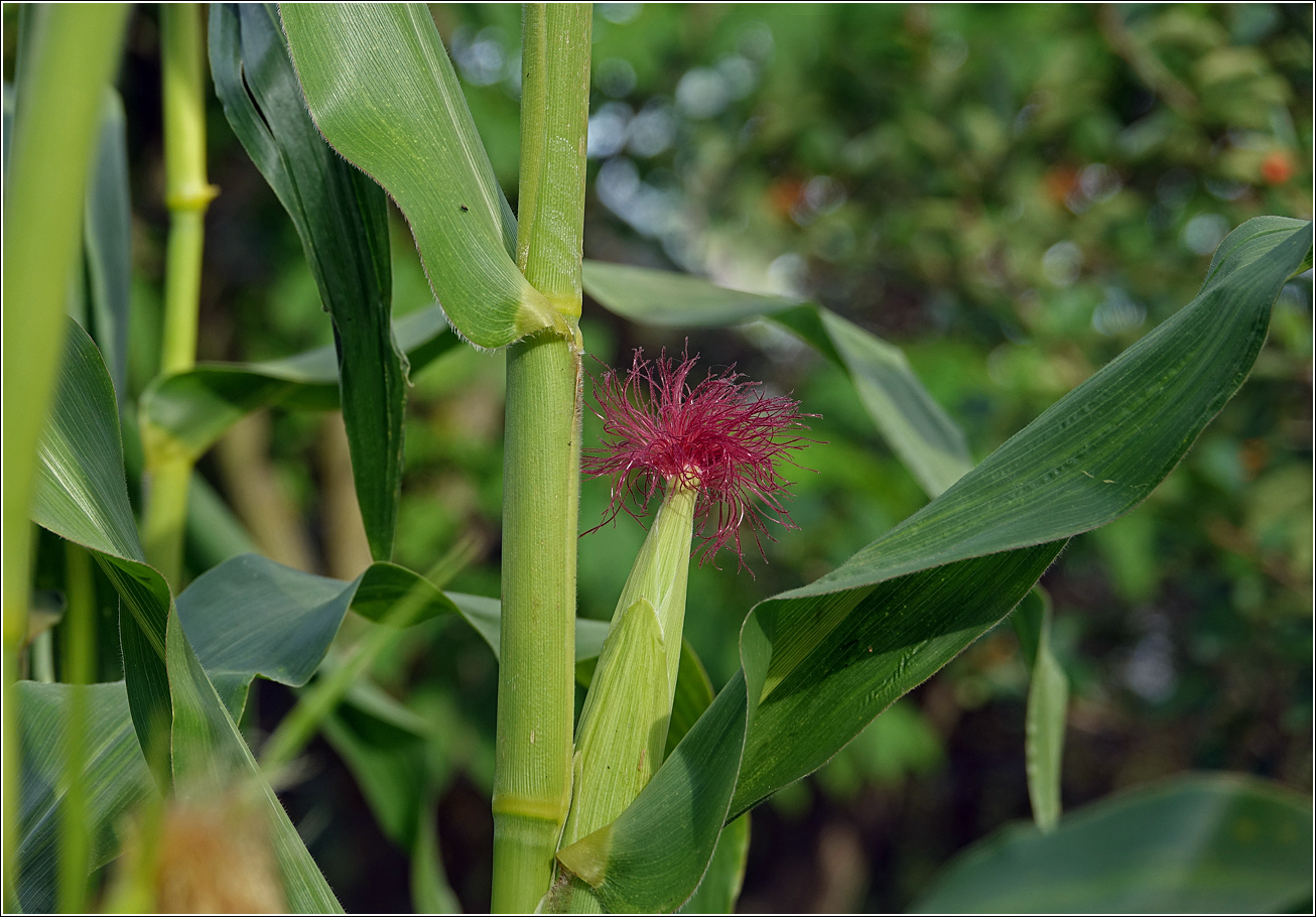 Image of Zea mays specimen.