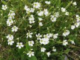 Cerastium krylovii. Цветущее растение. Коми, Интинский р-н, Приполярный Урал, хр. Малдынырд, руч. Алькесвож. 13.07.2010.