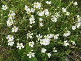 Cerastium krylovii