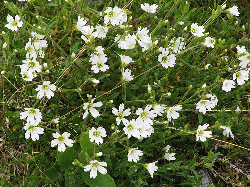 Изображение особи Cerastium krylovii.