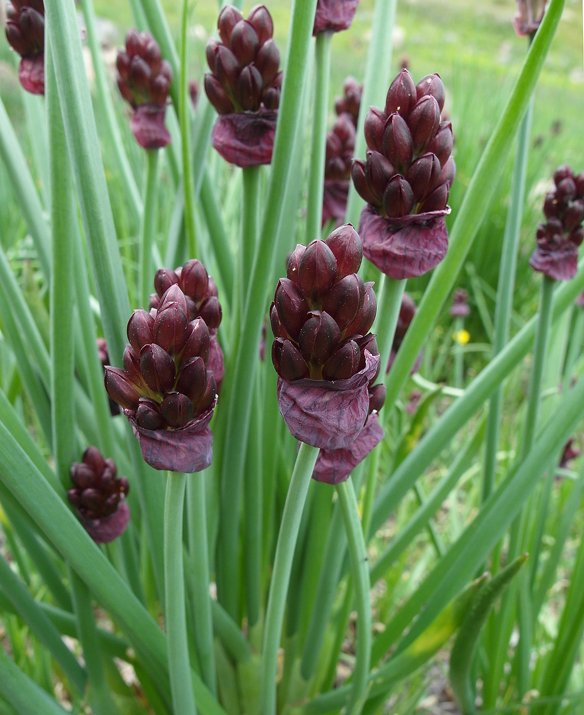 Изображение особи Allium atrosanguineum.