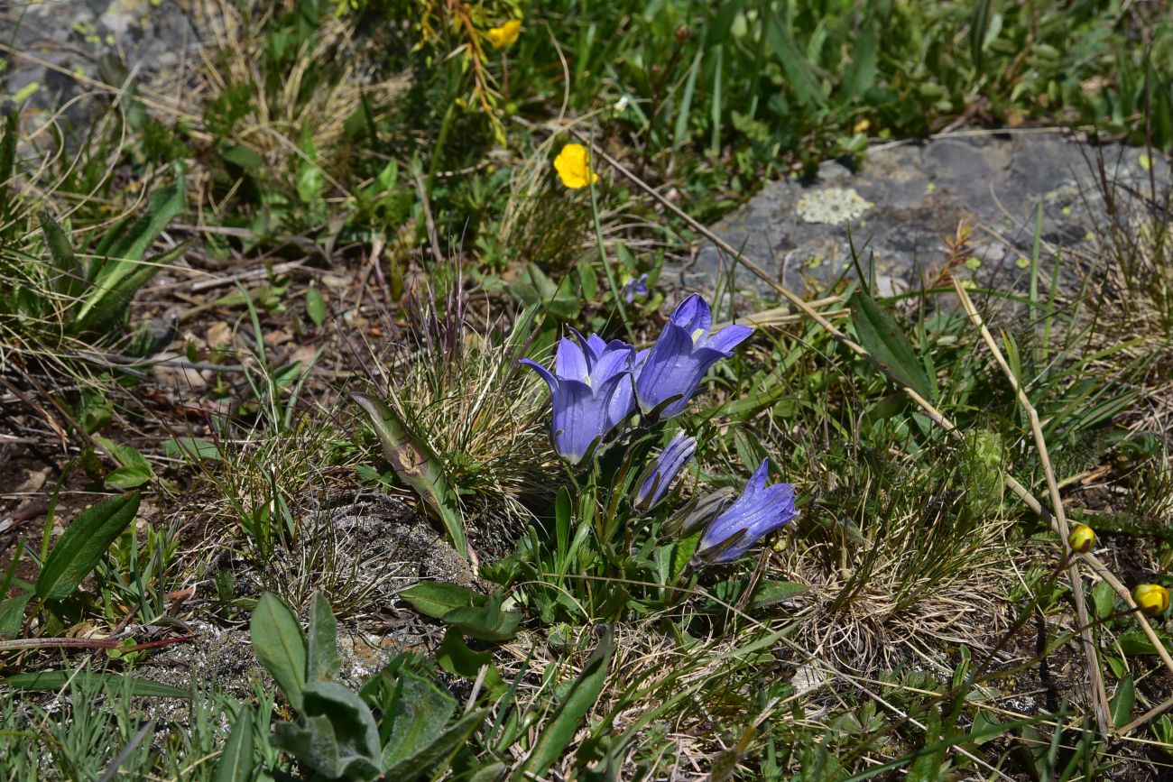 Image of Campanula biebersteiniana specimen.