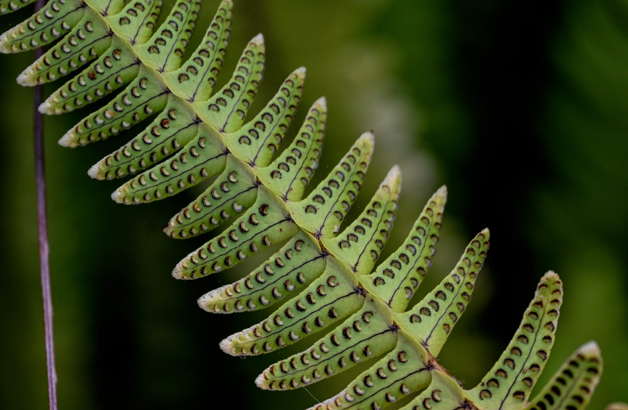 Изображение особи Nephrolepis cordifolia.