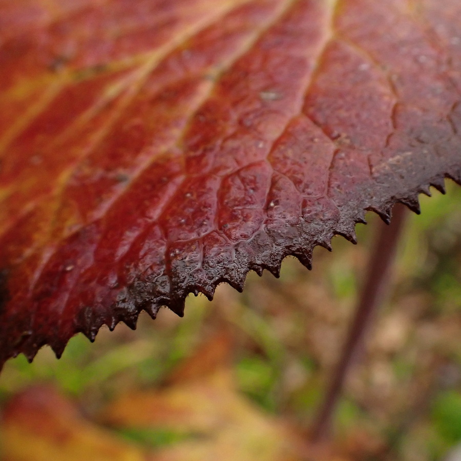 Image of Ligularia fischeri specimen.