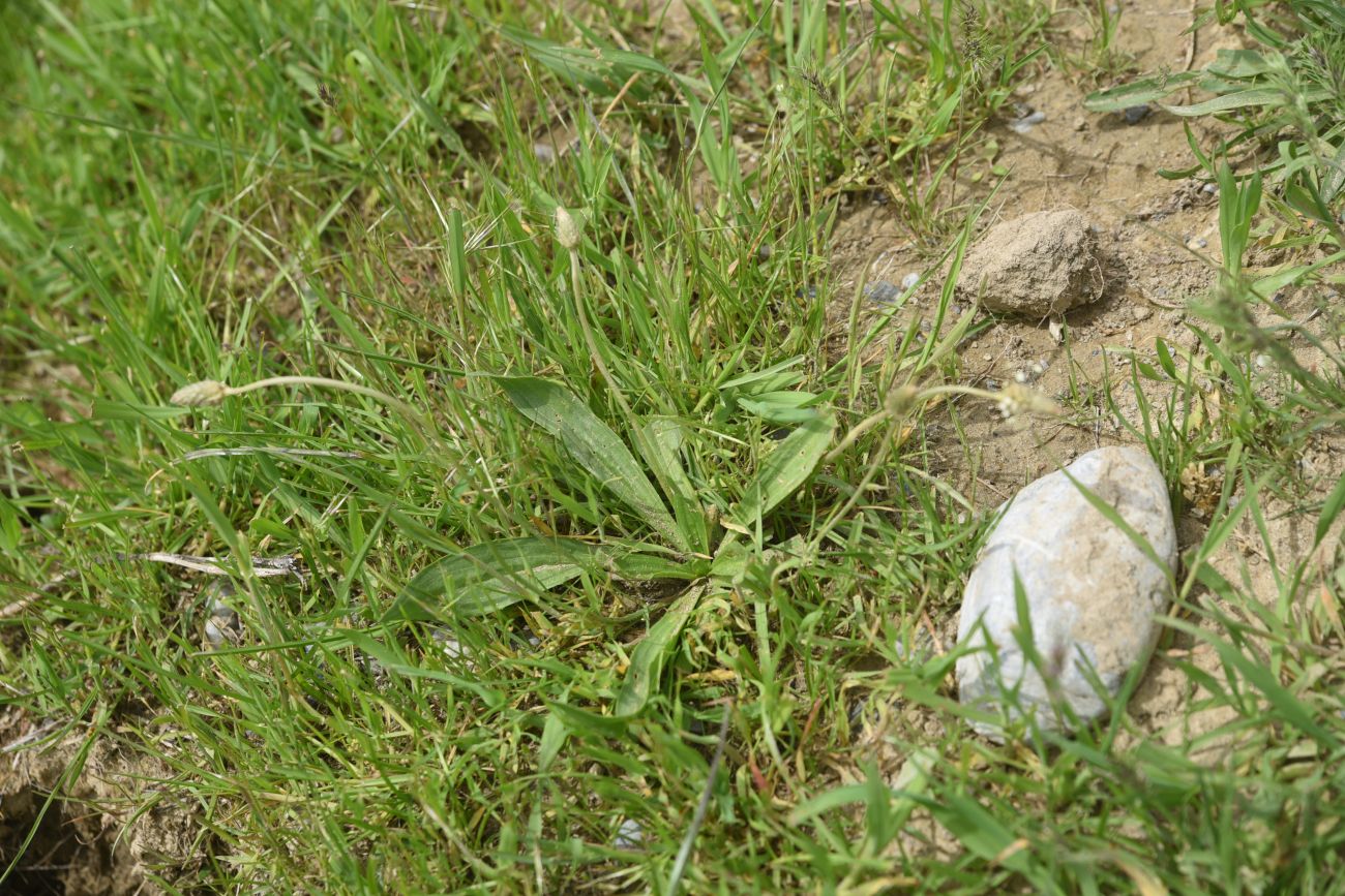 Изображение особи Plantago lanceolata.