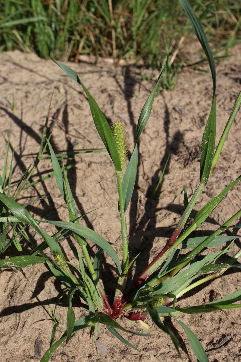 Изображение особи Setaria viridis.