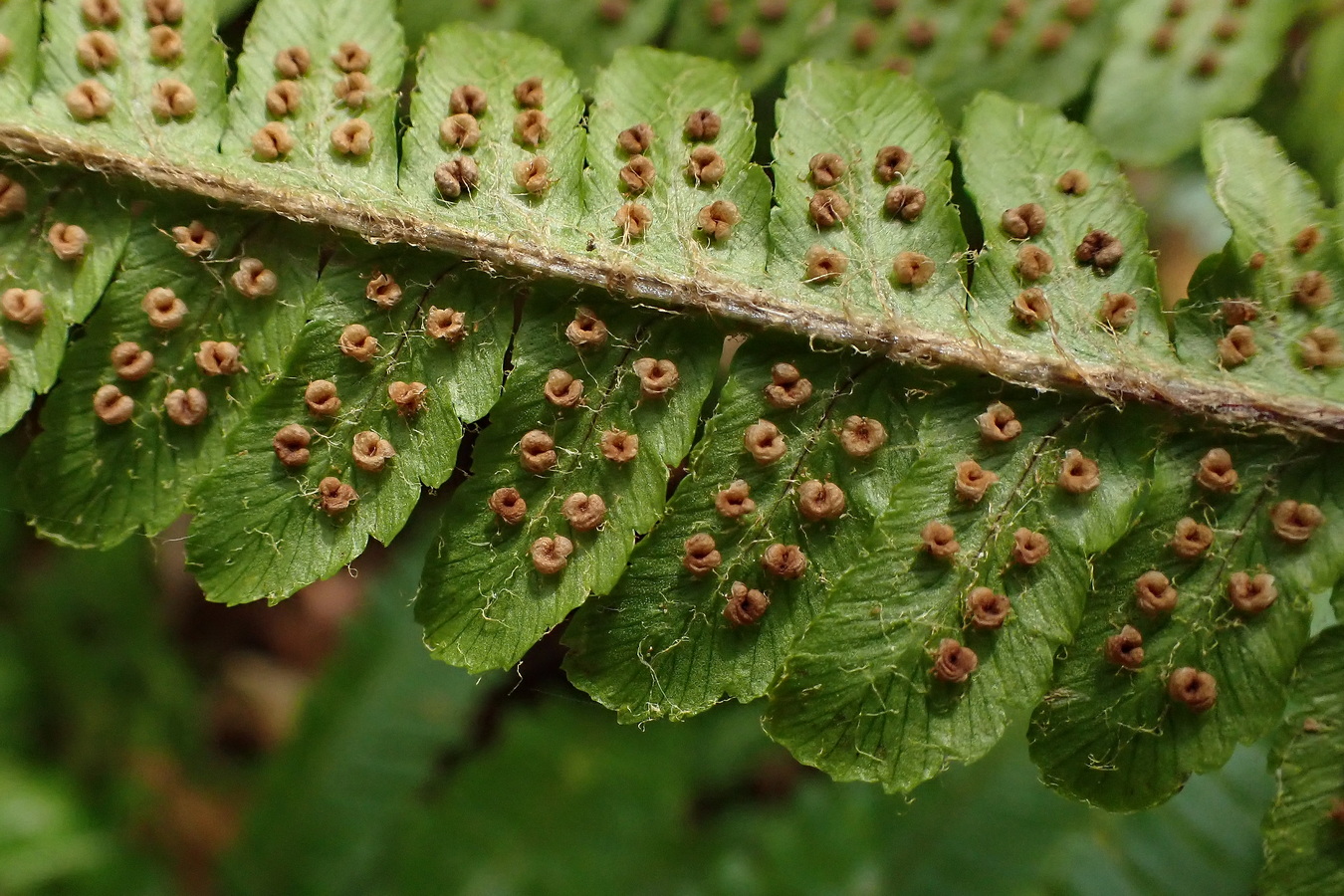 Image of Dryopteris crassirhizoma specimen.