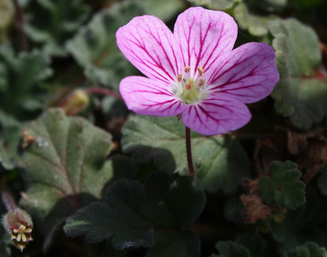 Image of Erodium chamaedryoides specimen.