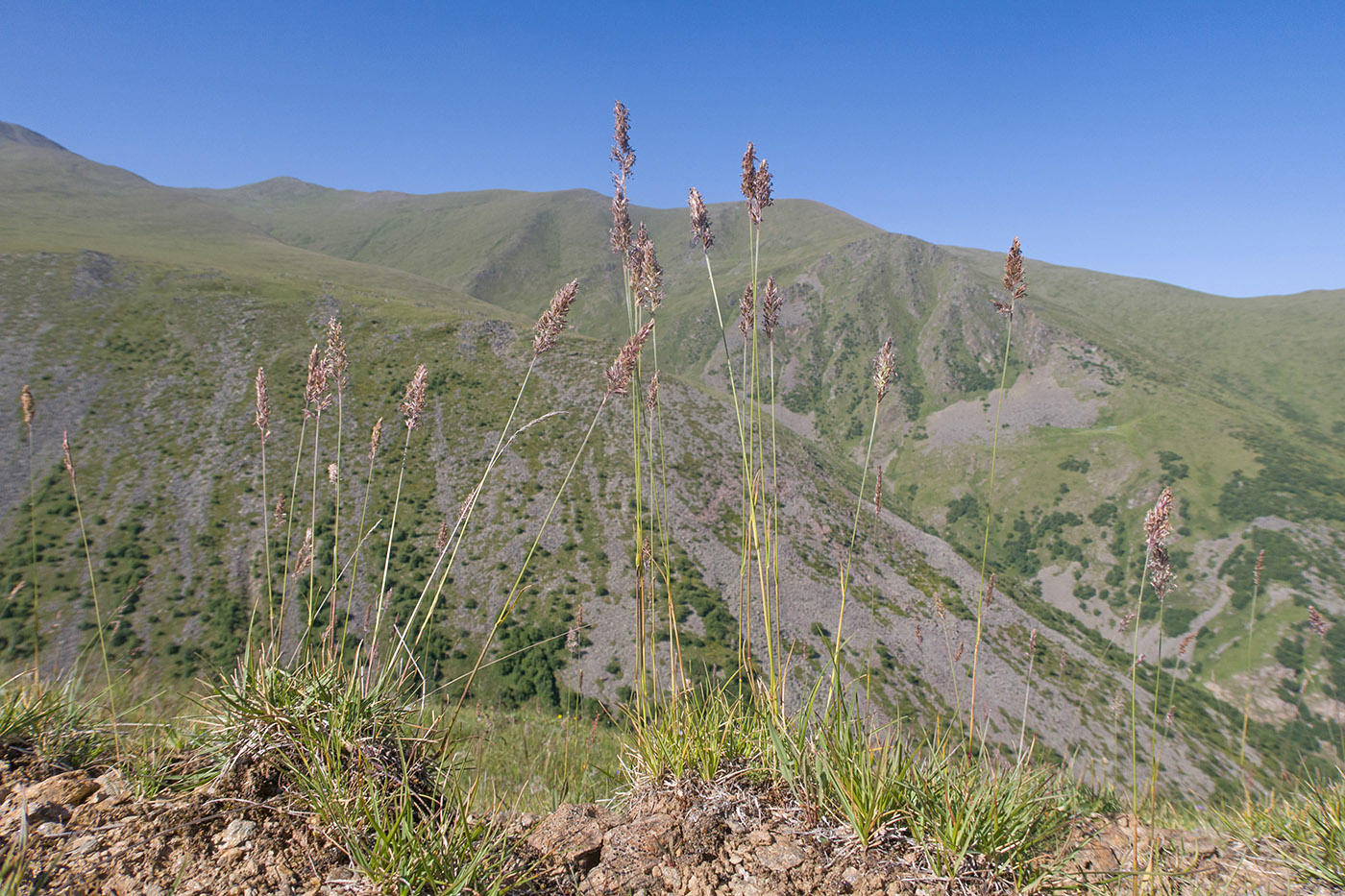 Изображение особи семейство Poaceae.