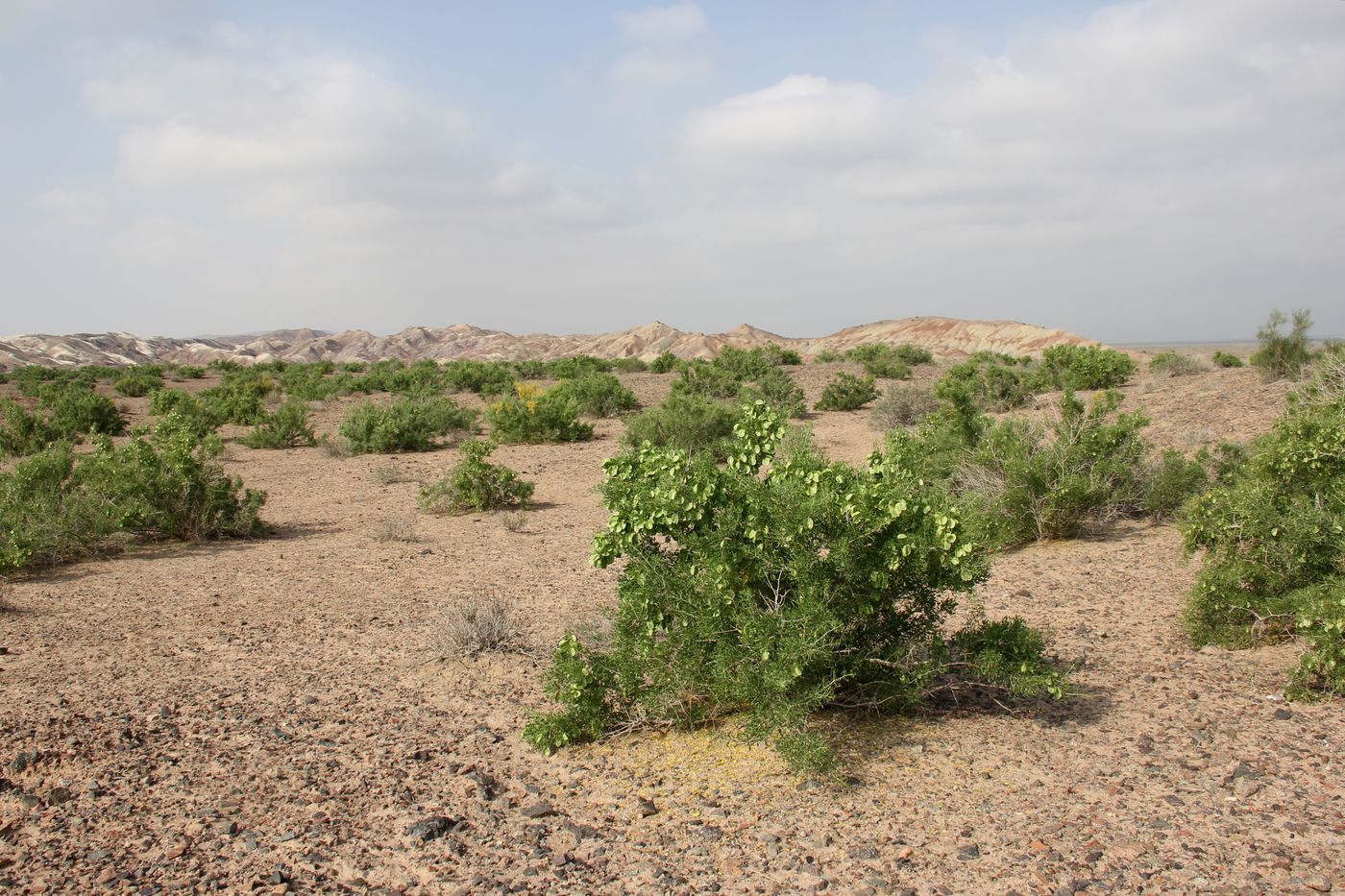 Image of Zygophyllum ferganense specimen.