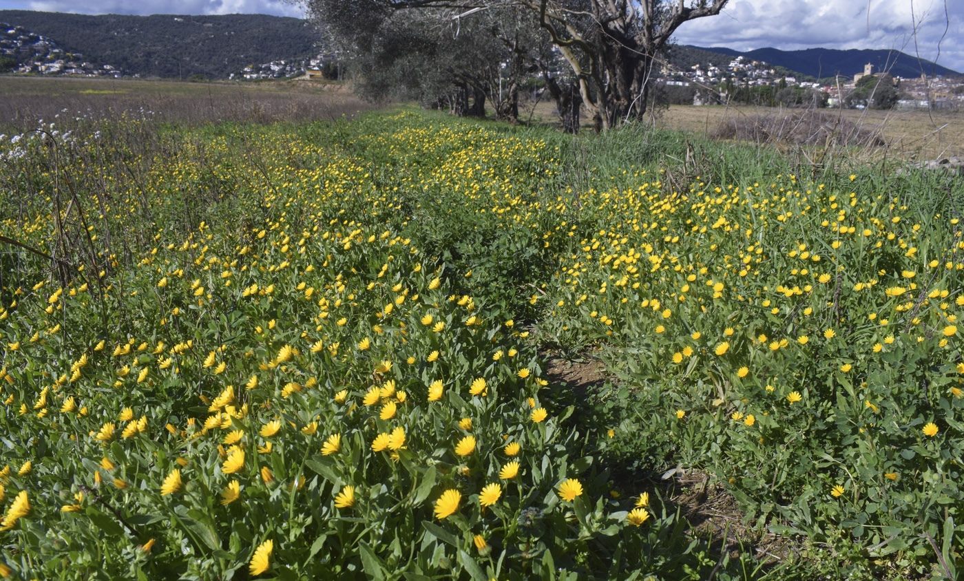 Image of Calendula arvensis specimen.