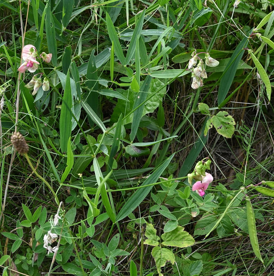 Image of Lathyrus sylvestris specimen.