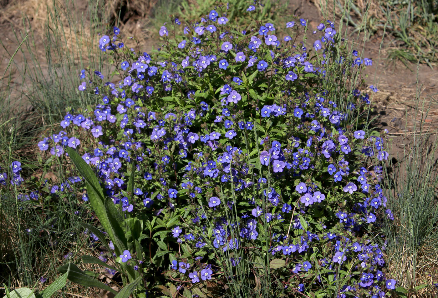 Изображение особи Veronica umbrosa.