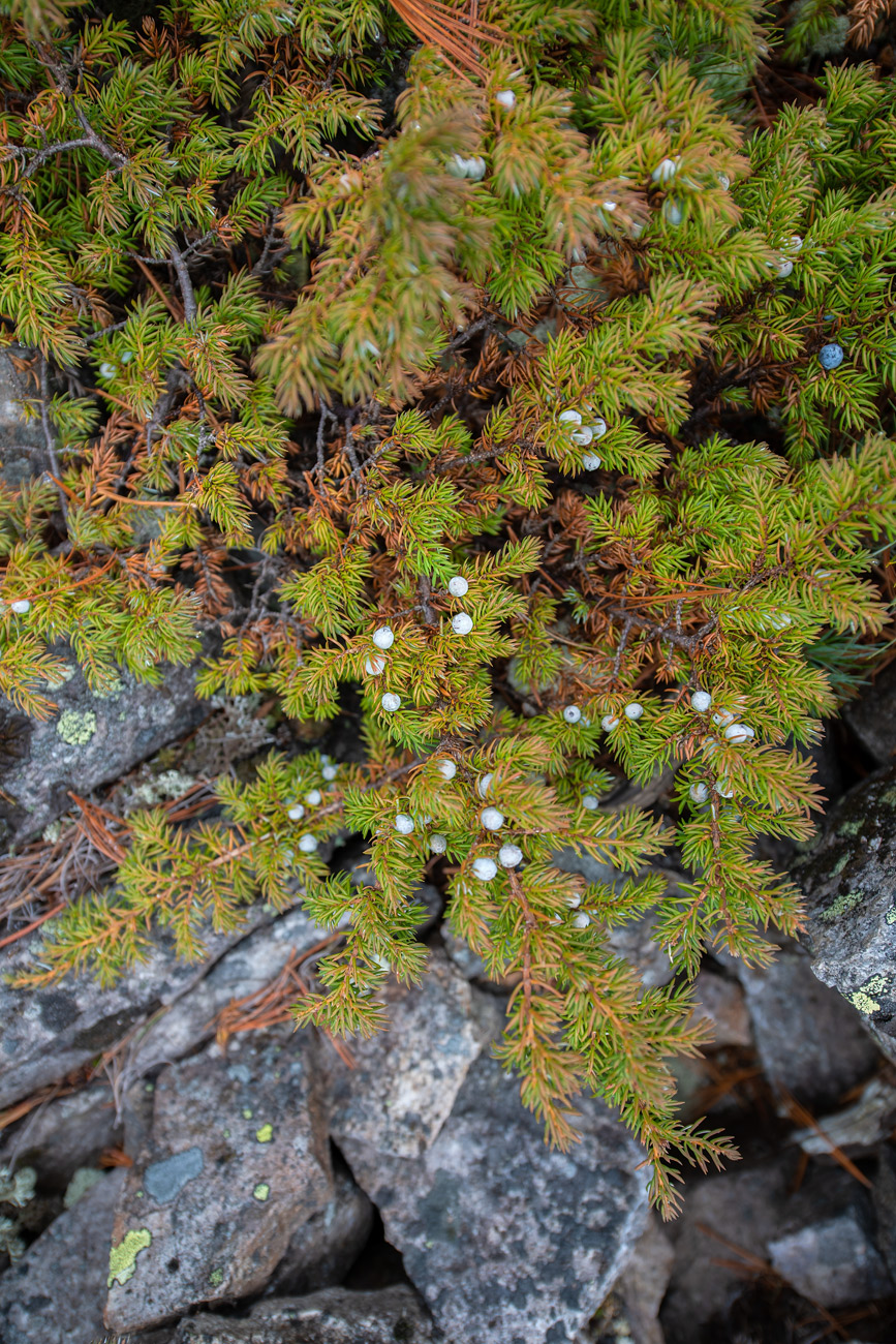Изображение особи Juniperus sibirica.