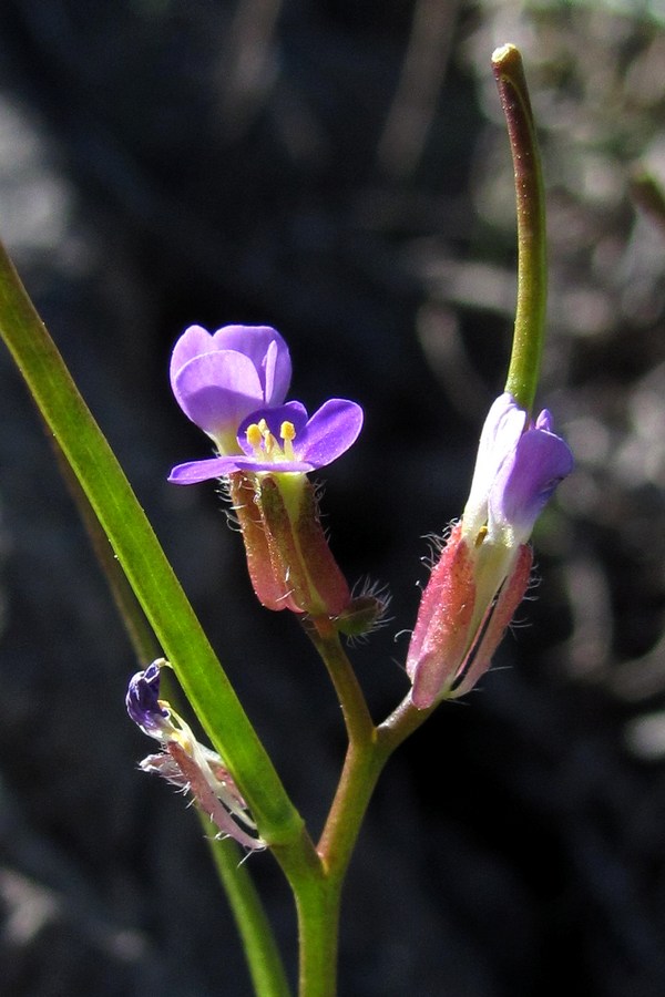 Image of Arabis verna specimen.