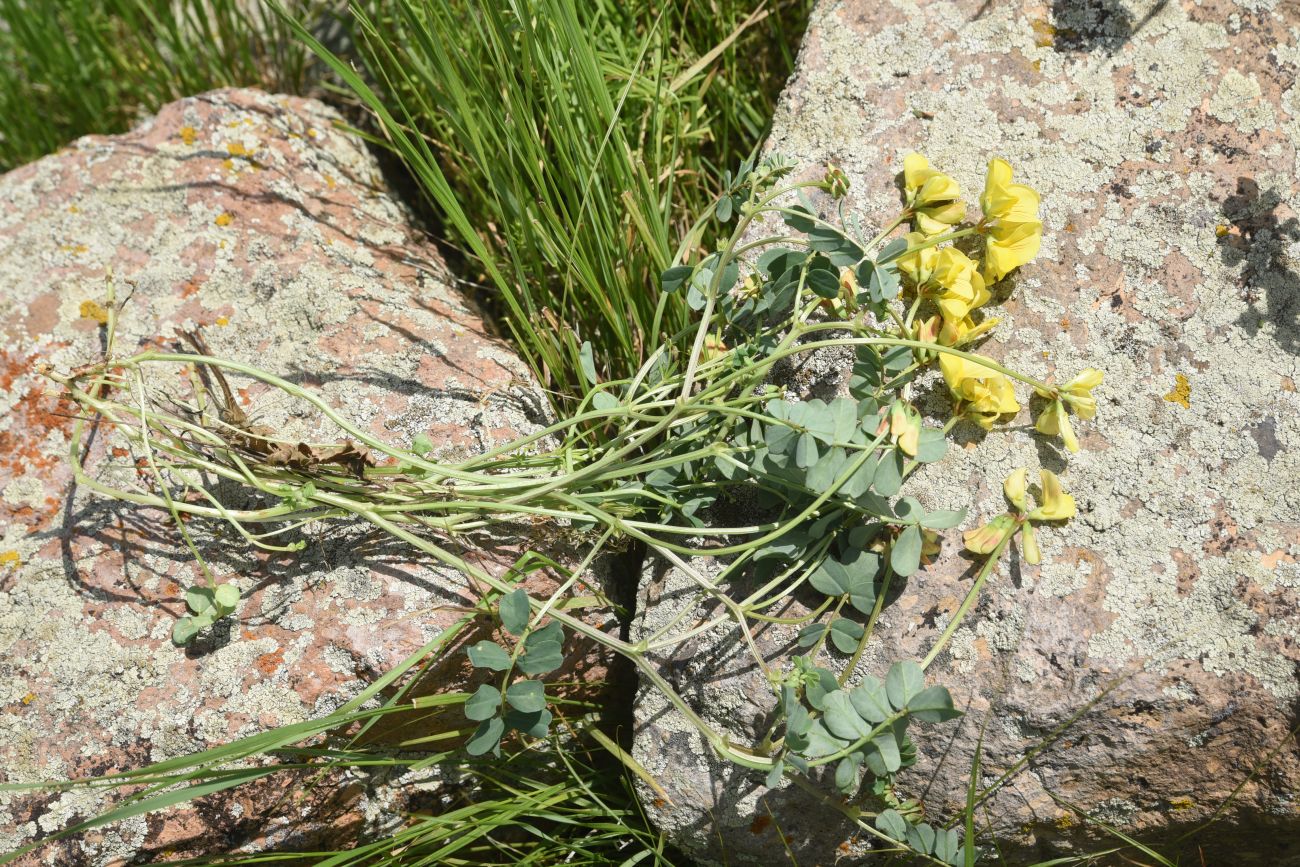 Image of Securigera balansae specimen.