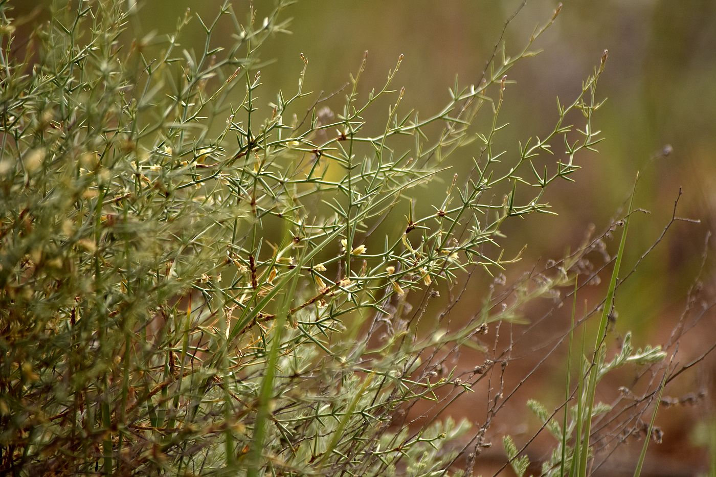Изображение особи Asparagus breslerianus.