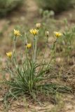 Scorzonera mollis. Цветущее растение. Дагестан, Кумторкалинский р-н, дол. р. Шураозень, сухой обеднённый склон. 28.04.2026.