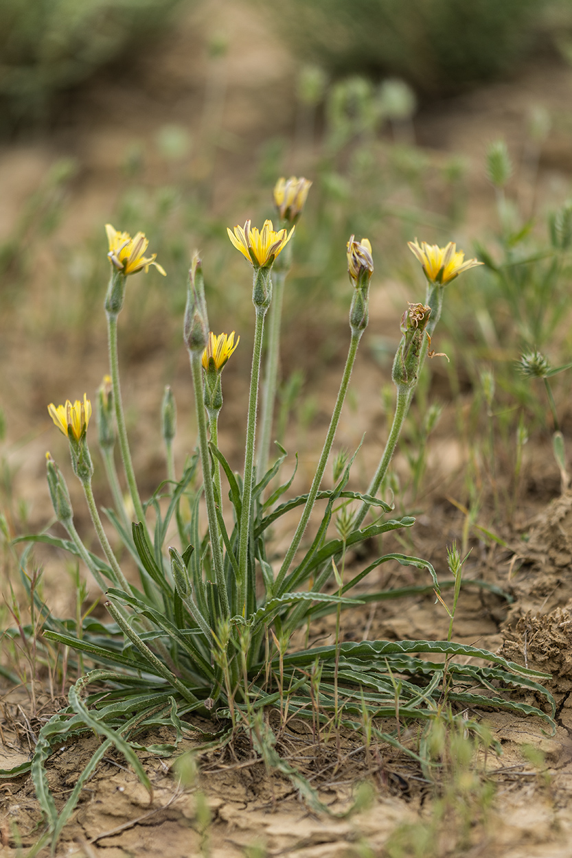 Image of Scorzonera mollis specimen.