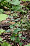 Scrophularia divaricata. Цветущие растения. Республика Адыгея, Майкопский р-н, ок. 6 км к югу от с. Новопрохладное, хр. Ду-Ду-Гуш, СВ склон, верховья балки Воровская, в глинисто-каменистом русле. 14.06.2026.