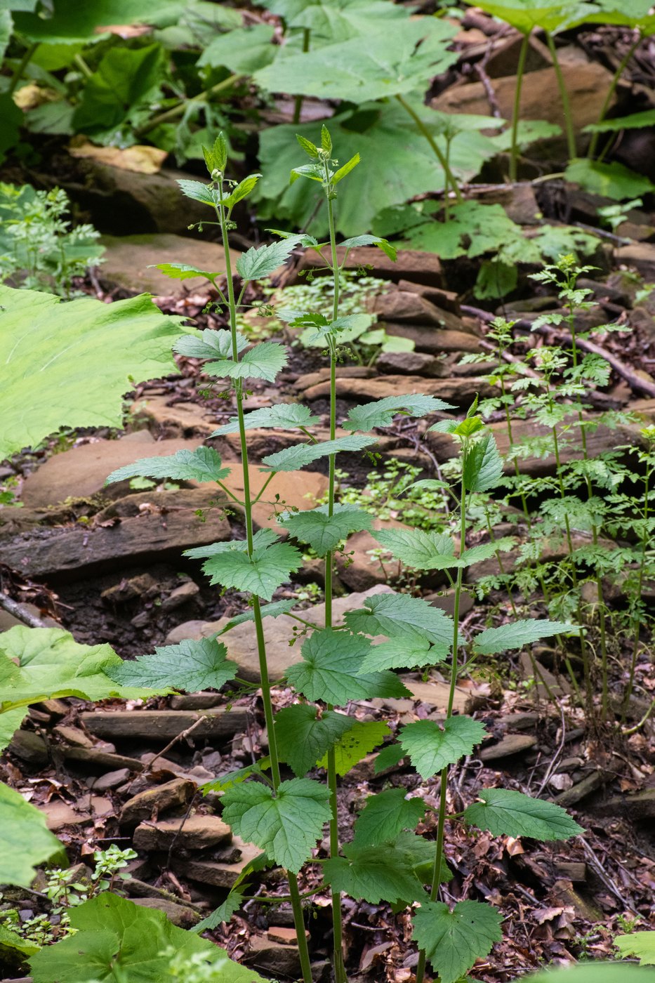 Image of Scrophularia divaricata specimen.