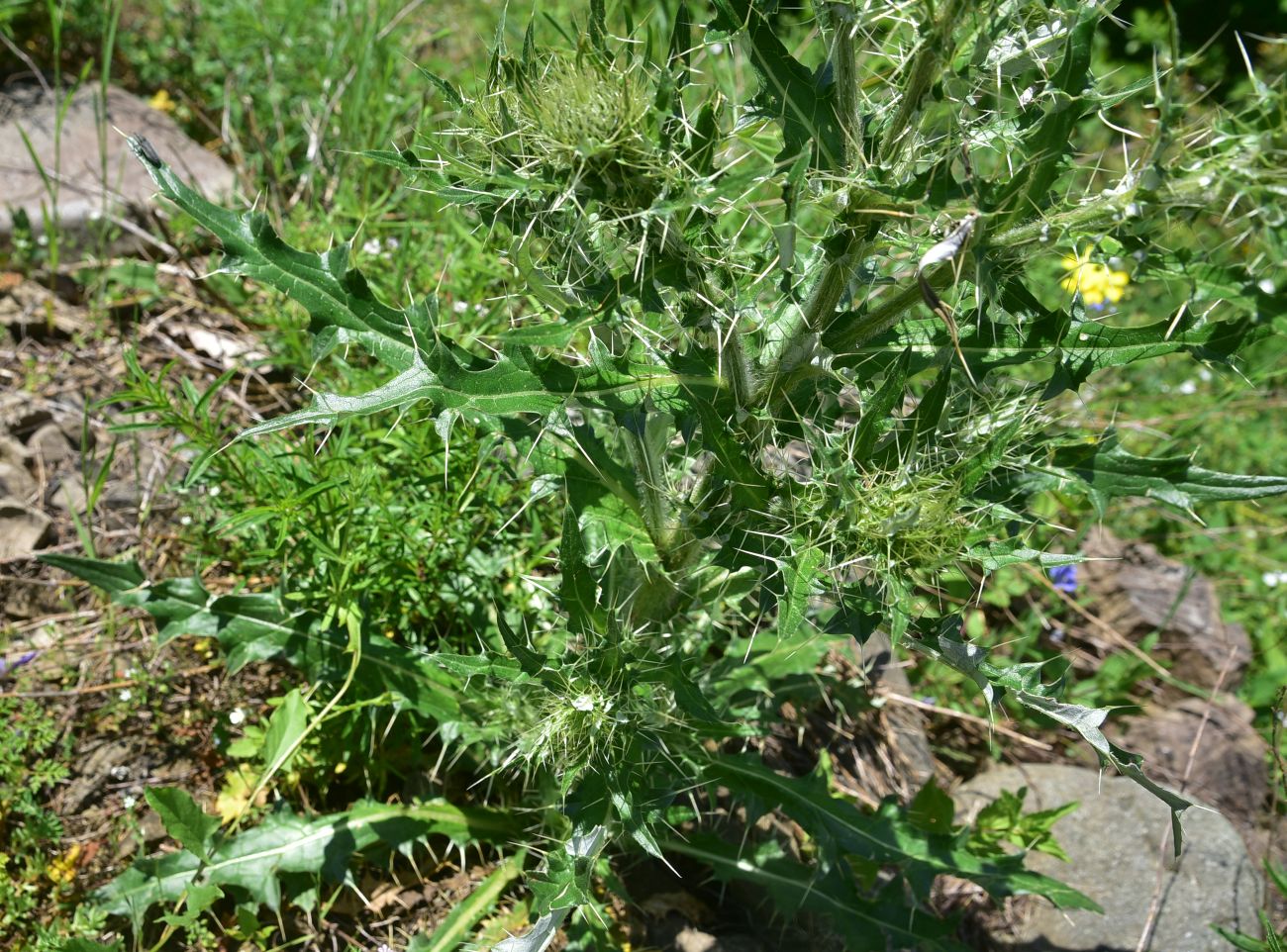 Image of genus Cirsium specimen.