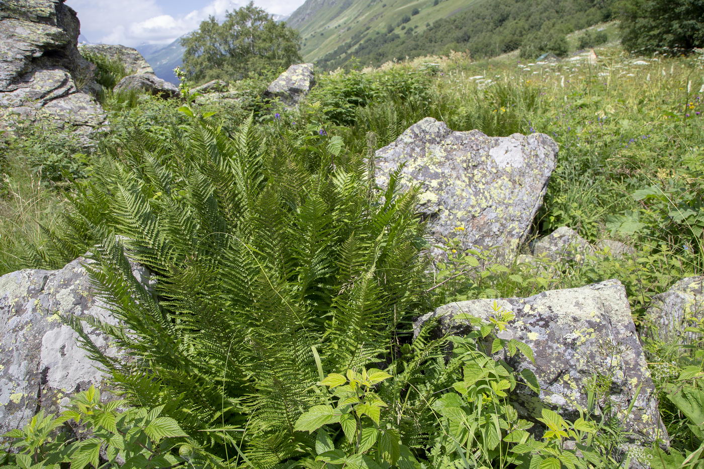 Изображение особи род Dryopteris.