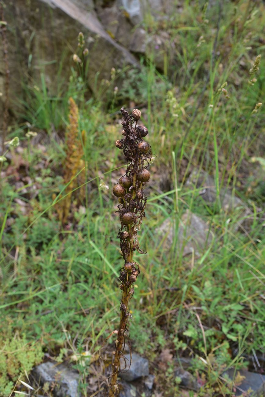 Image of Asphodeline lutea specimen.