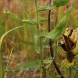 Castilleja hyparctica. Средняя часть побега. Полярный Урал, дол. р. Б. Ханмей недалеко от устья р. Ханмейшор, слабо задернованный крупногалечный берег. 20.08.2026.