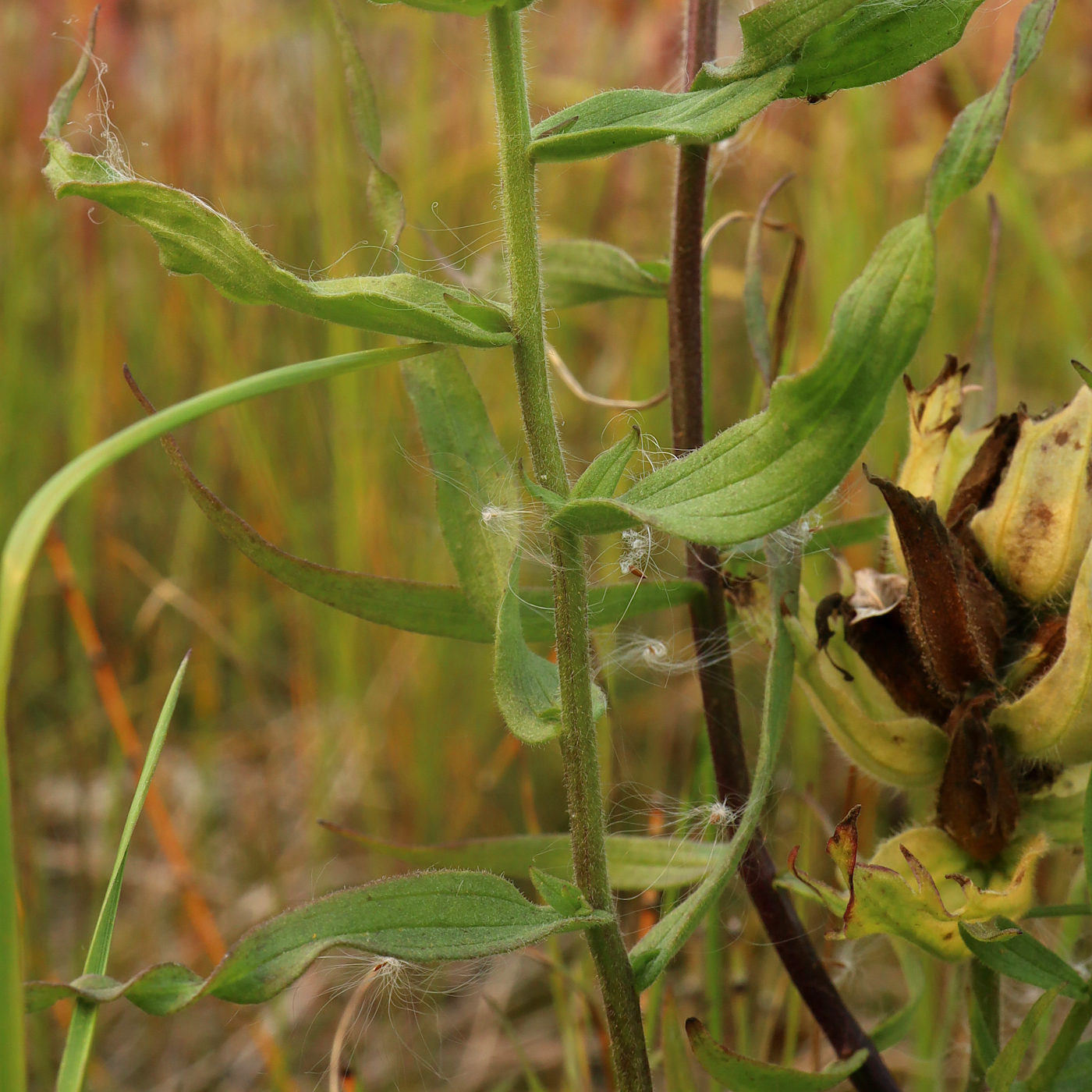 Image of Castilleja hyparctica specimen.
