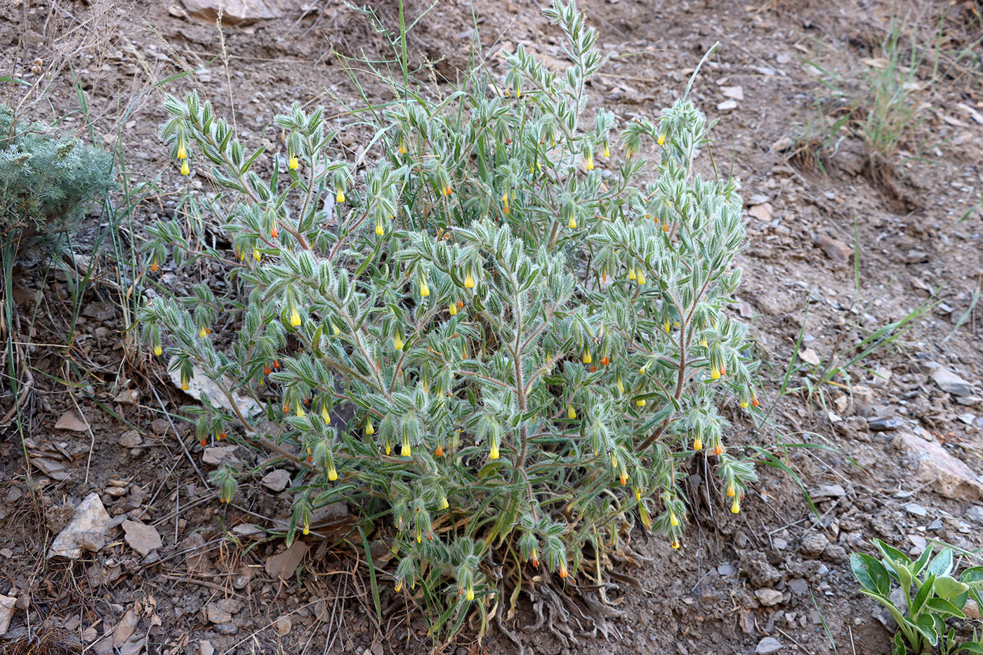Изображение особи Onosma dichroantha.
