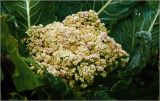 Brassica oleracea variety botrytis. Соцветие на верхушке растения. Московская обл., Раменский р-н, окр. дер. Хрипань, садовый участок. 13.09.2026.