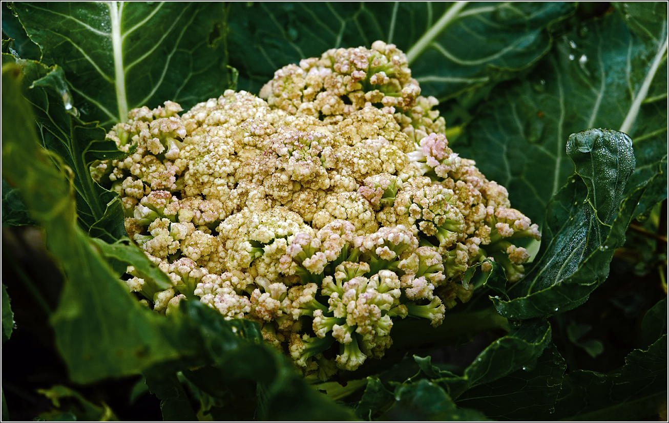 Image of Brassica oleracea var. botrytis specimen.