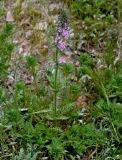 Pedicularis verticillata. Цветущее растение. Китай, пров. Ганьсу, хр. Циляньшань, дол. Матисы, ≈ 2600 м н.у.м., каменистый склон. 05.06.2025.