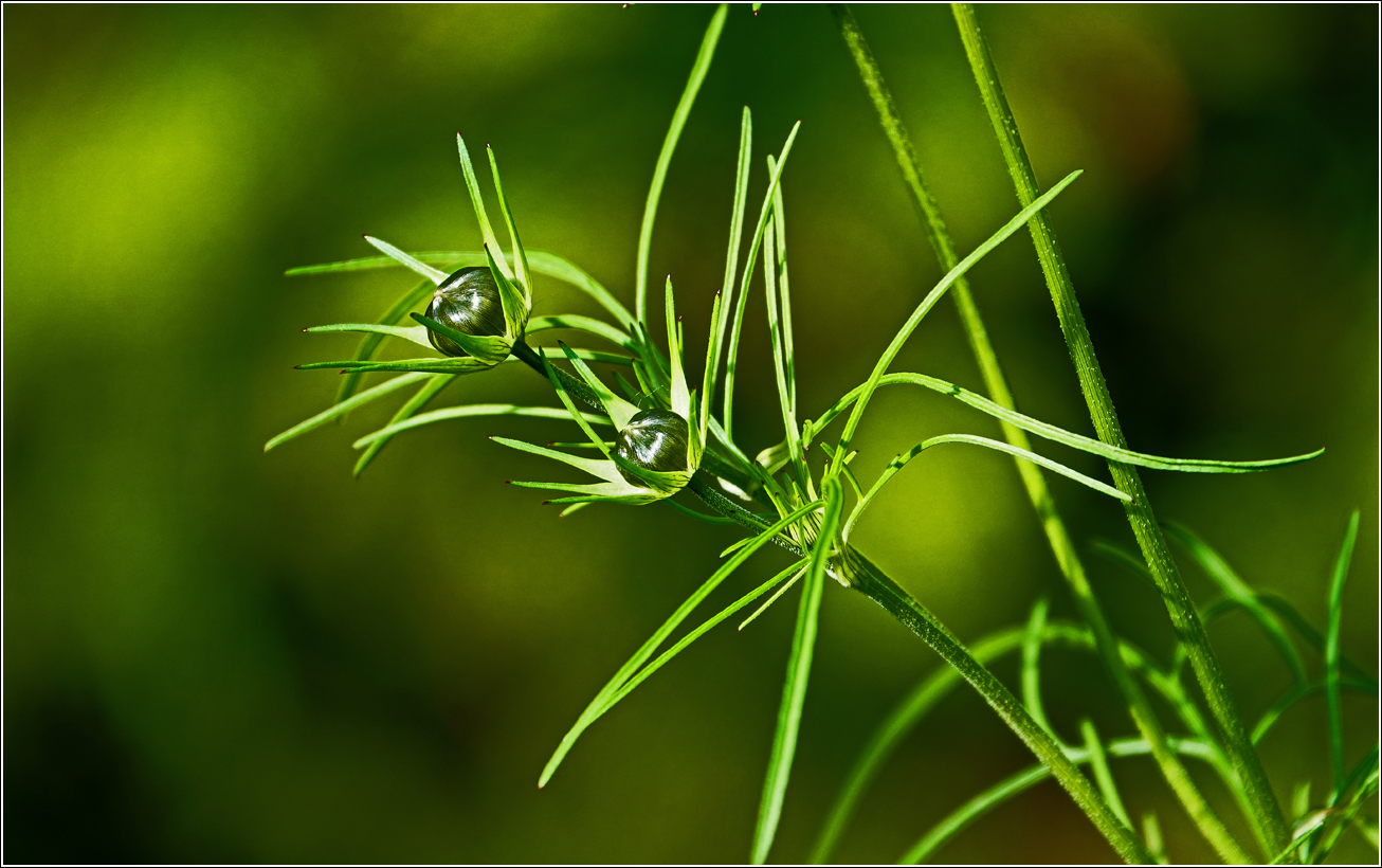 Изображение особи Cosmos bipinnatus.